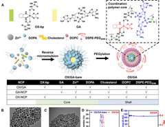 University of Chicago researchers develop nanomedicine that increases the penetration &amp; accumulation of chemotherapy drugs in tumor tissues, effectively killing cancer cells in mice