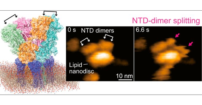 WPI-NanoLSI researchers use high-speed atomic force microscopy to observe dynamic changes in AMPA receptors, which are vital for brain communication