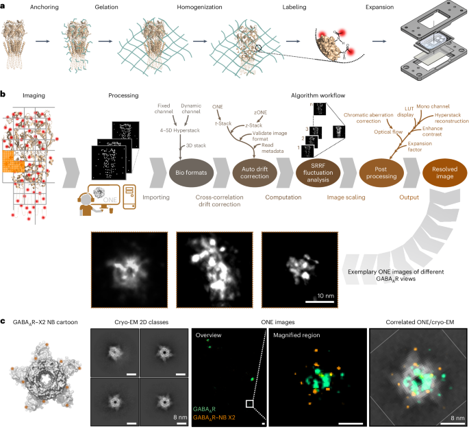 UMG Germany researchers develop method to image 3D shape of proteins with conventional microscope