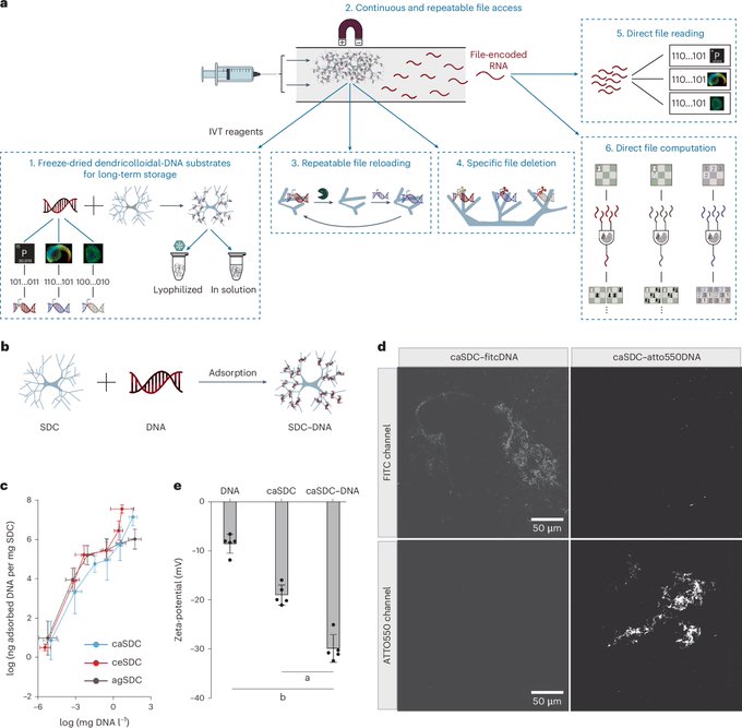 Researchers demonstrate DNA technology that offers both data storage and computing functions for the first time