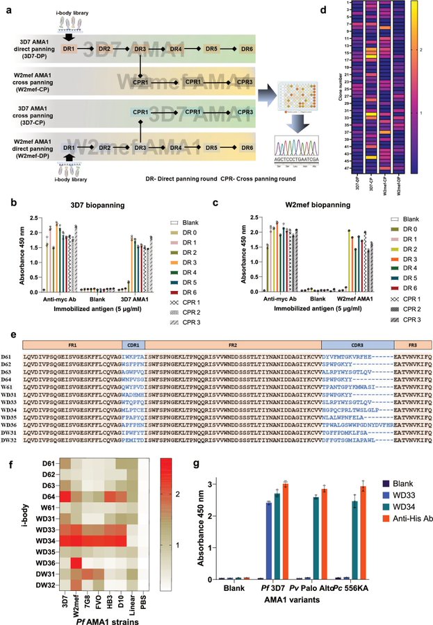 La Trobe University scientists discover new antibody-like molecule WD34 that shows promise for broad-spectrum malaria therapy