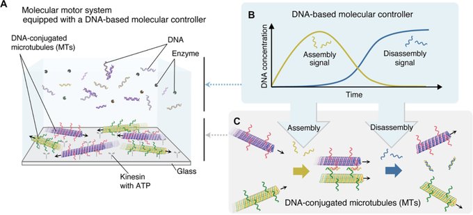 Research team develops DNA-based molecular controller that autonomously directs the assembly and disassembly of molecular robots