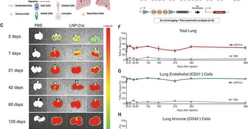 Medical researchers successfully treat cystic fibrosis mouse models using lung-targeting lipid nanoparticles with CRISPR components