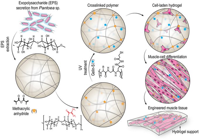 Technical University of Denmark researchers develop new bacteria-derived biopolymer (PAMA) for muscle tissue regeneration