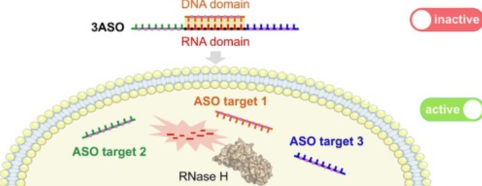 IBUB researchers design a drug capable of acting simultaneously against three different therapeutic targets