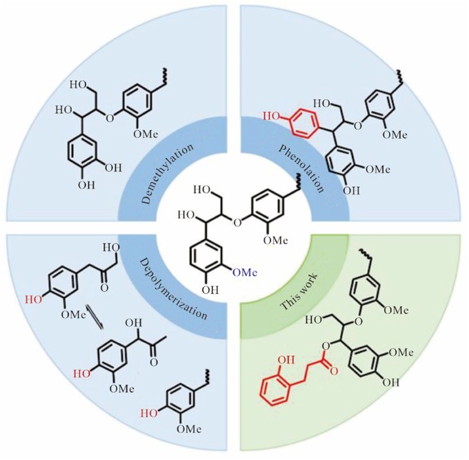 Guizhou University researchers molecularly engineer lignin into potent, high-performance sunscreen ingredient