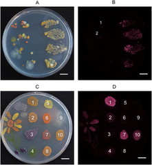 University of Jyväskylä researchers develop 3D printed imaging device for schools &amp; research centers to study microbes