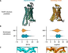 Uppsala University scientists use AI to predict the 3D structures of receptors for drug development