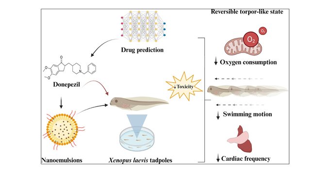 Wyss Institute researchers use donepezil to induce hibernation-like state in tadpoles, potentially offering new way to extend critical treatment window after traumatic injuries